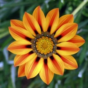 Meet your Posher, Eva